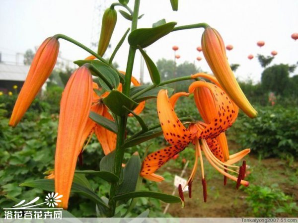 卷丹百合图片三