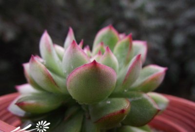 多肉植物女雏简介 女雏图片大全
