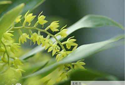 兰科植物足柱兰介绍 足柱兰图片欣赏
