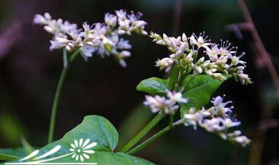 宿根花卉金荞麦介绍 金荞麦图片大全