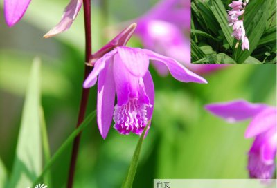兰科植物白芨简介 白芨图片集