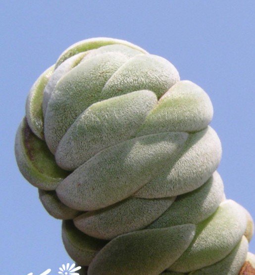 托尼图片三