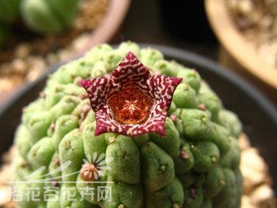 多肉植物佛头玉简介 佛头玉照片图
