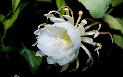 多肉昙花简介 昙花照片图