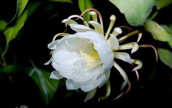昙花图片一