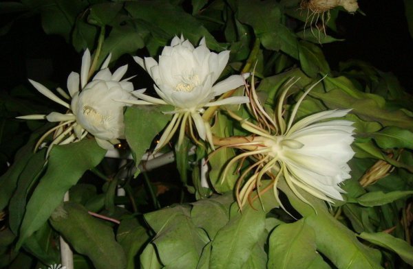 昙花图片二