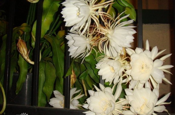 昙花图片四