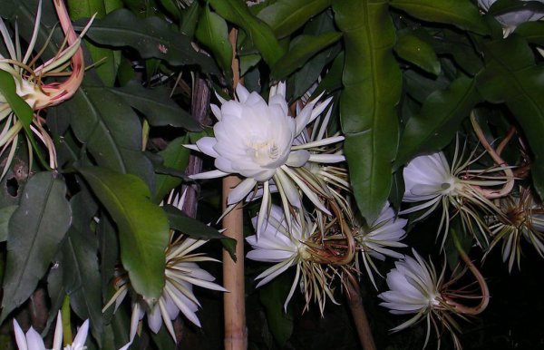 昙花图片五