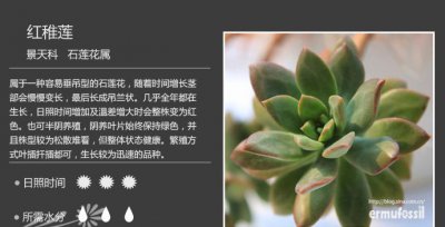 多肉植物红稚莲介绍 红稚莲照片图