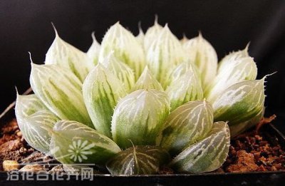 多肉白斑玉露介绍 白斑玉露照片图