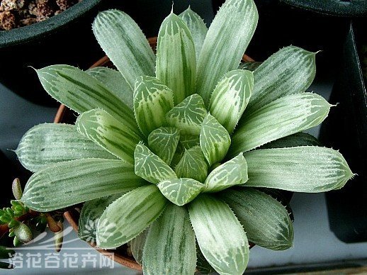 白斑玉露图片二