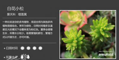 多肉植物白花小松介绍 白花小松长什么样图
