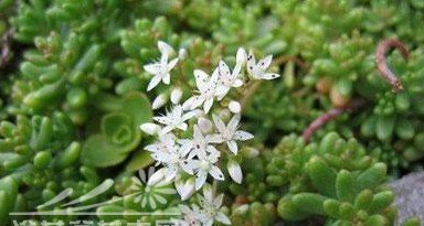 白花小松图片二