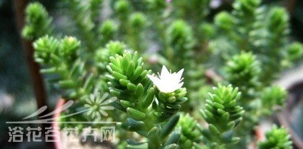 白花小松图片三