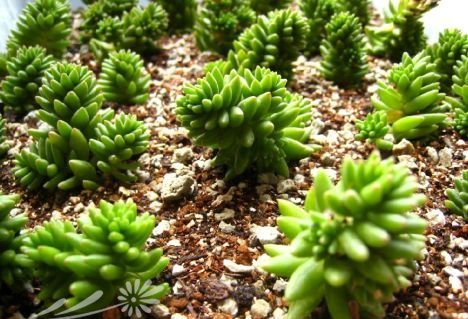 白花小松图片四