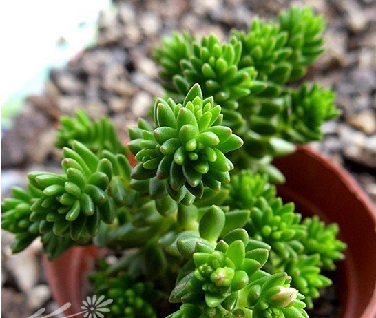 白花小松图片五