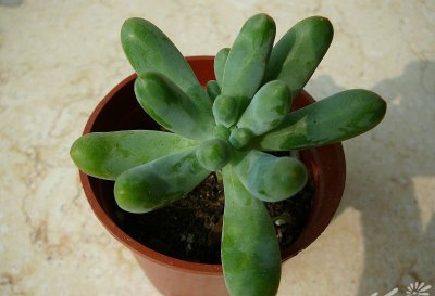 多肉植物八千代简介 多肉植物八千代长什么样图