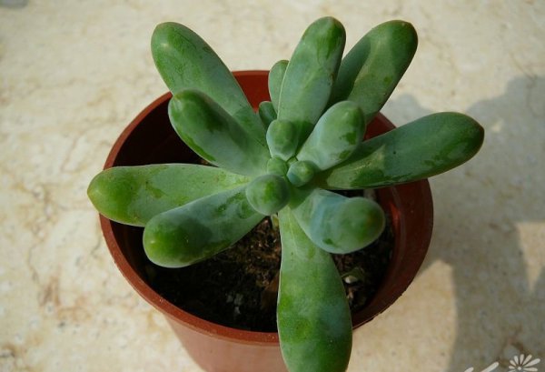 多肉植物八千代图片一