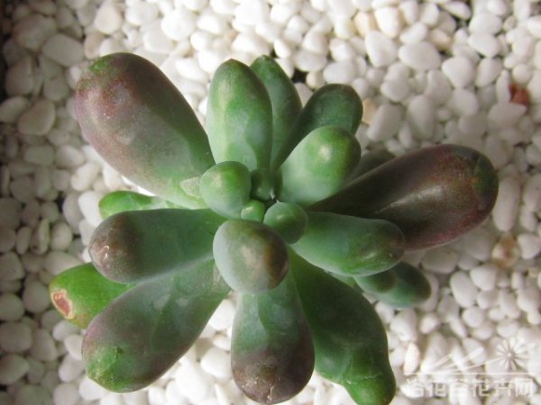 多肉植物八千代图片二
