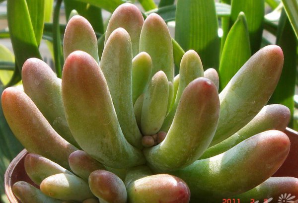 多肉植物八千代图片三