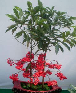 朱砂根盆景简介 朱砂根盆景图片