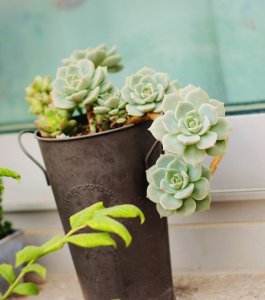 多肉植物白牡丹介绍 多肉植物白牡丹照片图