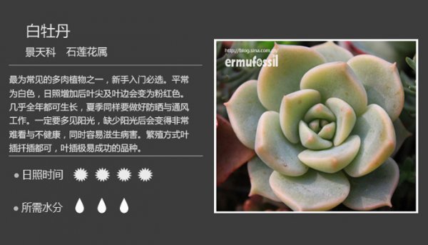 多肉植物白牡丹图片二