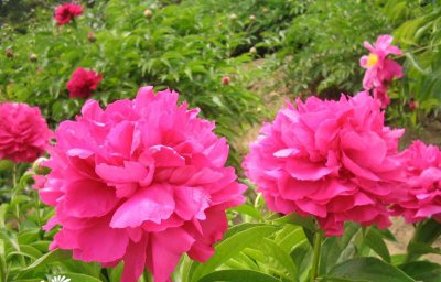 芍药花详解 芍药花照片图