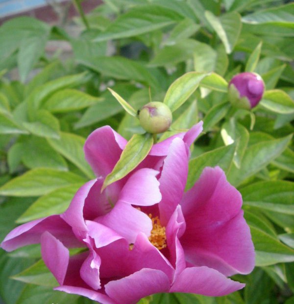 芍药花图片四