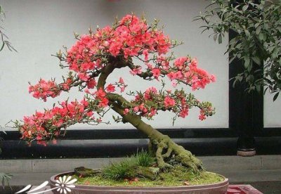 贴梗海棠盆景介绍 贴梗海棠盆景图片