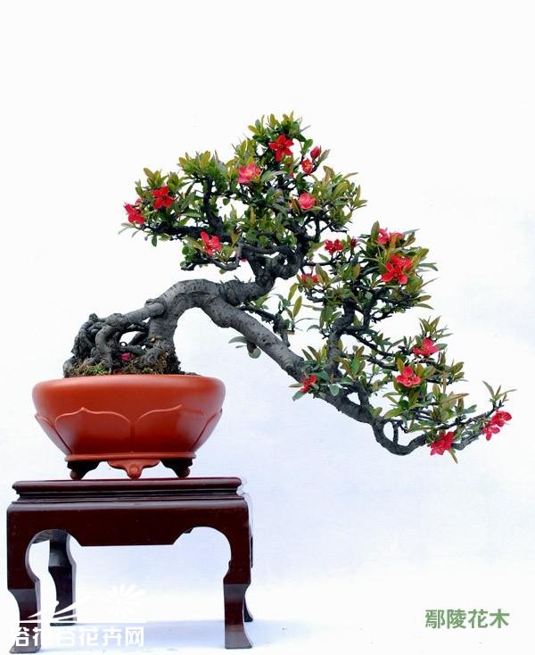 贴梗海棠盆景图片三