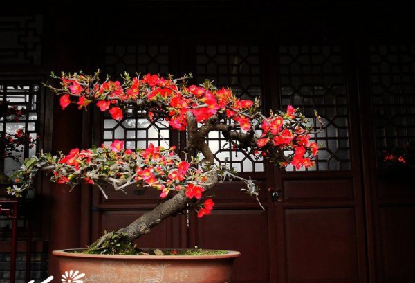 贴梗海棠盆景图片四