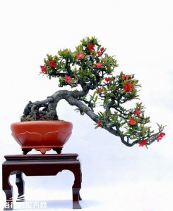 垂丝海棠盆景介绍 垂丝海棠盆景图片欣赏