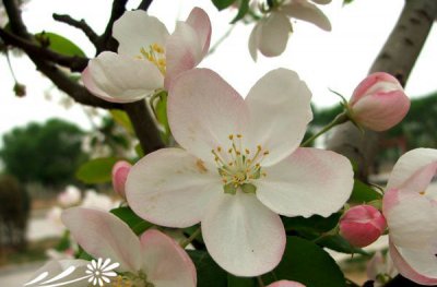 苹果花简介 苹果花长什么样图