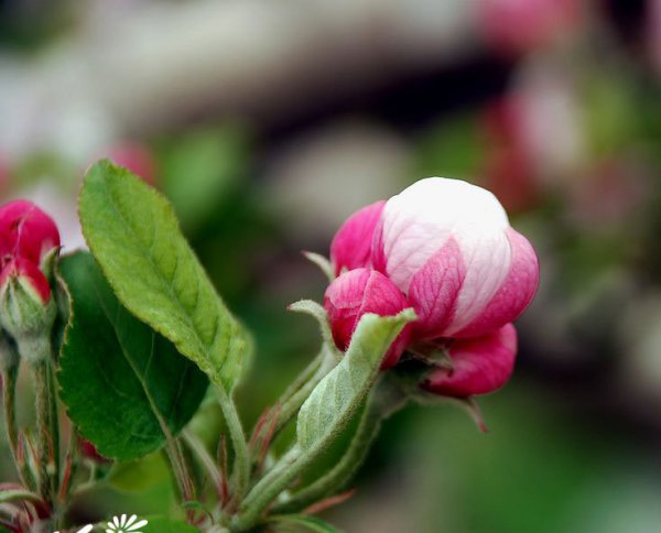 苹果花图片三
