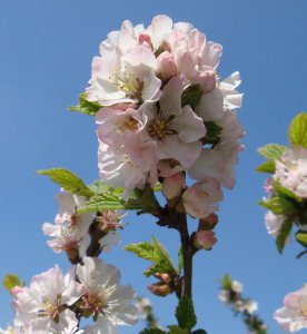 樱桃花介绍 樱桃花照片图