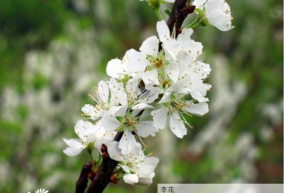 李花详解 李花图片