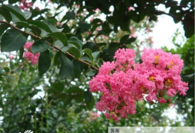 紫薇花简介 紫薇花图片大全
