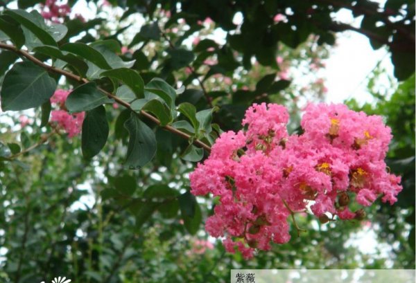 紫薇花图片一