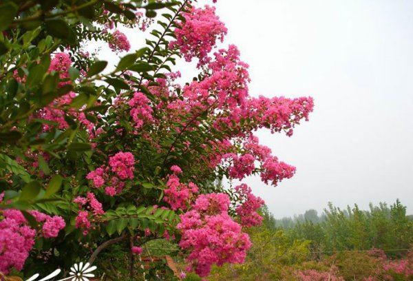 紫薇花图片二