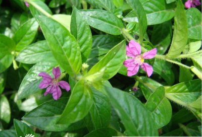 萼距花简介 萼距花图片集