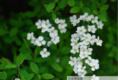 花卉珍珠绣线菊介绍 珍珠绣线菊图片欣赏