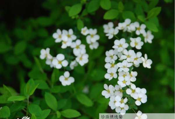 珍珠绣线菊图片一