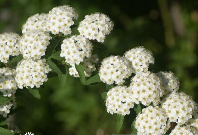 花卉麻叶绣线菊详解 麻叶绣线菊图片大全
