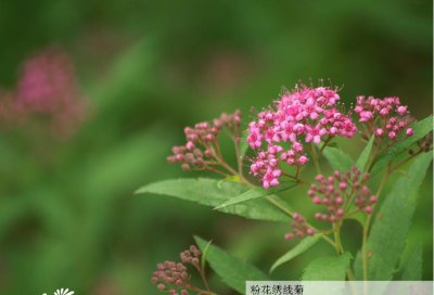 粉花绣线菊简介 粉花绣线菊图片