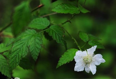 花卉悬钩子简介 悬钩子图片
