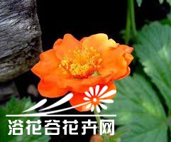 蔷薇科水杨梅图片二