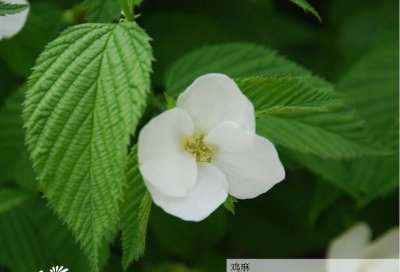 花卉鸡麻介绍 鸡麻图片集