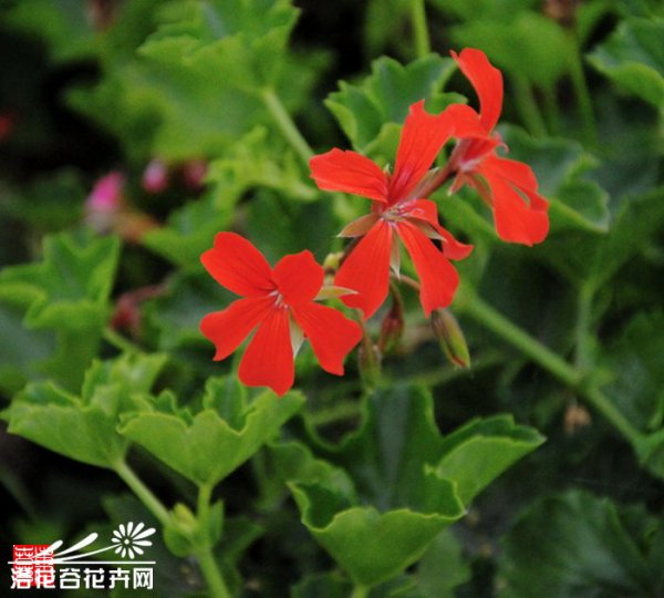 天竺葵图片三