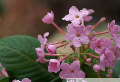 常绿花木滇丁香详解 滇丁香图片集